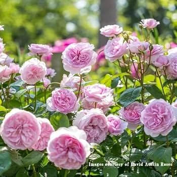 Amazon | バラ苗 【オリビアローズオースチン】 (大苗) シュラブ